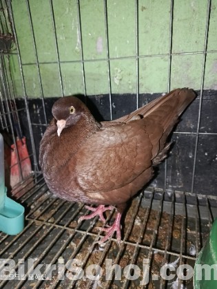 কিং কবুতর